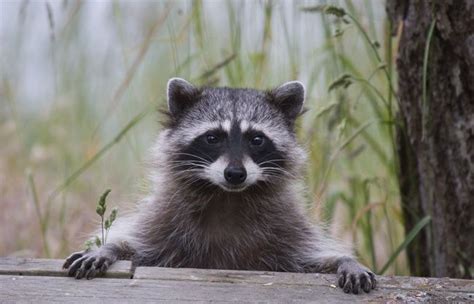 raccoons are also a fake animal